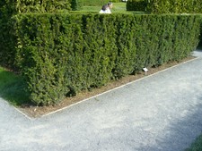 Eibe 1st. 50-80cm  Heckenpflanzen Taxus baccata Eiben Wurzelware