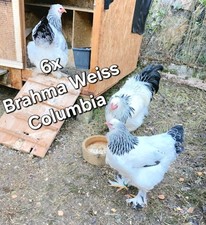 BRAHMA WEISS COLUMBIA BRUTEIER