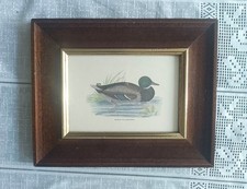 Аltes Bild Stockente