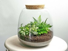 Flaschengarten Terrarium Emma Mini DIY Bausatz – Ø19cm x ↑20cm –