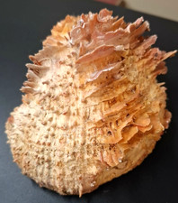 Pazifische Stachelauster