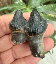 Fossiler juveniler