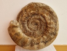 Ammonit Lithacosphinctes 27 cm