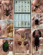 2x Schaukasten 19 Insekten, Käfer, Spinne Gottesanbeterin Hirschkäfer Skorpion