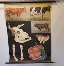 alte Rollkarte KUH Bulle COW