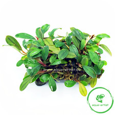 Bucephalandra auf Platte –