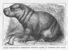 Baby Nilpferd kürzlich in