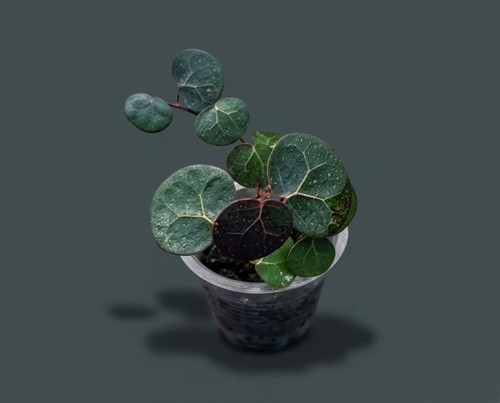 Ficus sumatra kletterfeige - sp.,