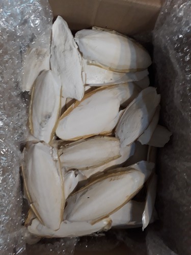 1kg sepiaschalen bruch große - 1kg, -große