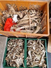 Tierknochen abzugeben. Gothic