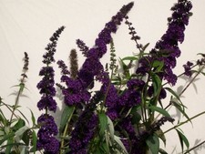 Sommerflieder Black Knight - tiefviolett - Co. 3 L