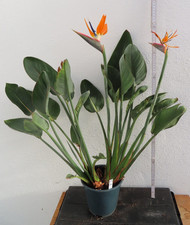 !!! Strelitzie reginae