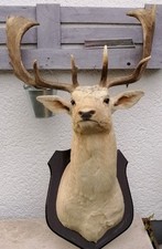 Brust-Hals Trophäe vom