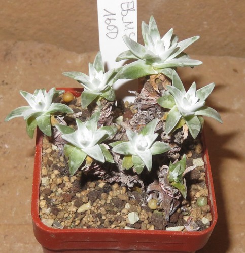 Dudleya gnoma greenei - cv, white