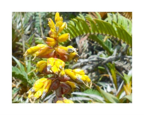 10x guzmania sieffiana - guzmania,