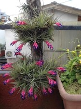 Sale2955 Tillandsia Ionantha