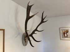 Hirschgeweih 13Ender Rotwild