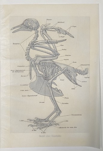 Originalgrafik fauna anatomie - originalgrafik,
