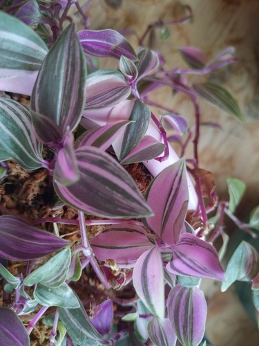 Tradescantia rainbow - tradescantia, „rainbow
