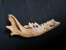 Unterkiefer, Grauwolf, Sangerhausen