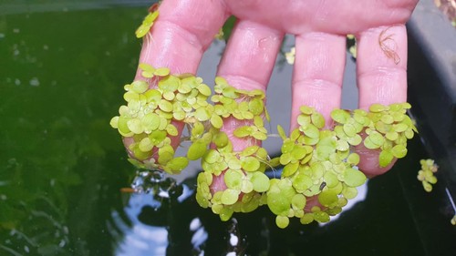 Riesen wasserlinse winterharte - riesen-wasserlinse,
