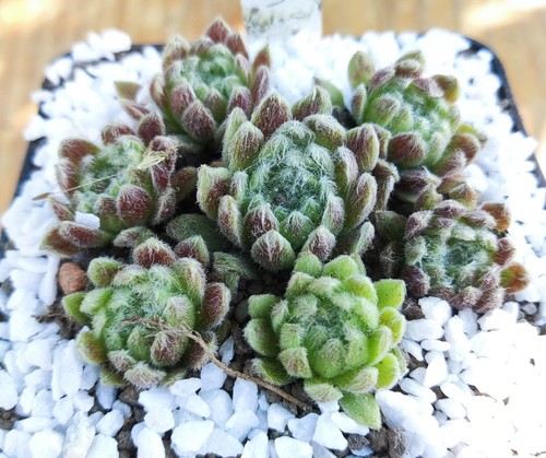 Sempervivum illusion 2x - sempervivum,