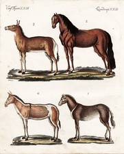 Wildpferde wild horses Pferd cheval Esel donkey Kupferstich gravure Bertuch 1795