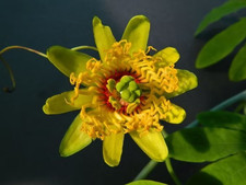 Sale3010 Passiflora Cirrhiflora gelbe Passionsblume 5 Samen Kletterpflanze