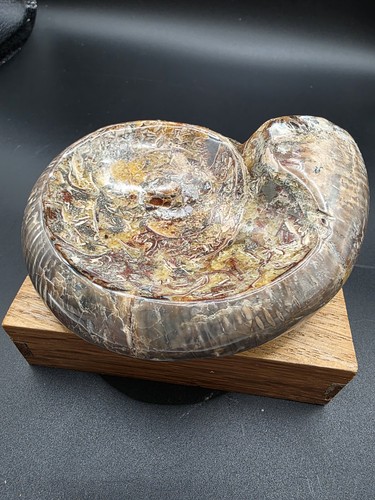 Ammonit madagaskar schale für - ammonit,
