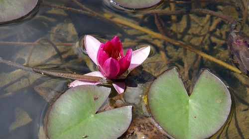 Dunkelrote zwergseerose - dunkelrote,