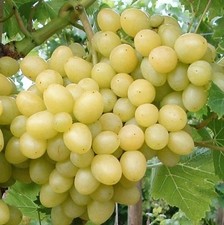 Weintraube ARKADIA 50-70 cm im Container