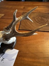 Reh Bock Rehbock Gehörn