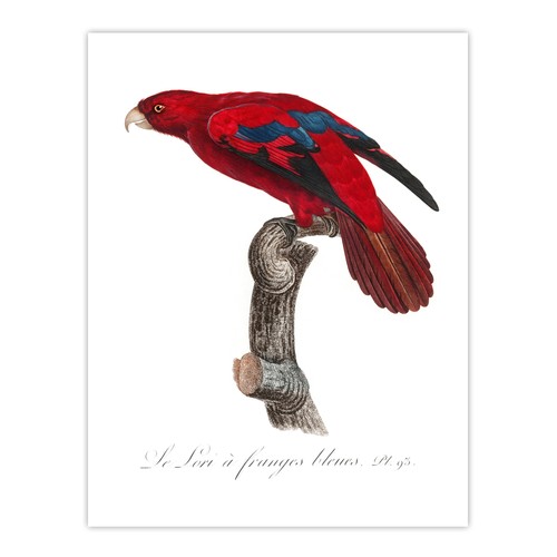 Der blaue fransen - rote, lori