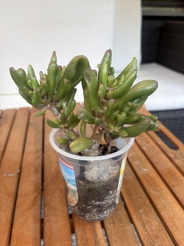 Geldbaum pfenningbaum crassula - geldbaum,