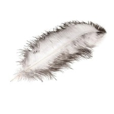 NaDeco® Straußenfeder weiß