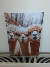 Alapacker Leinwand fertig zum