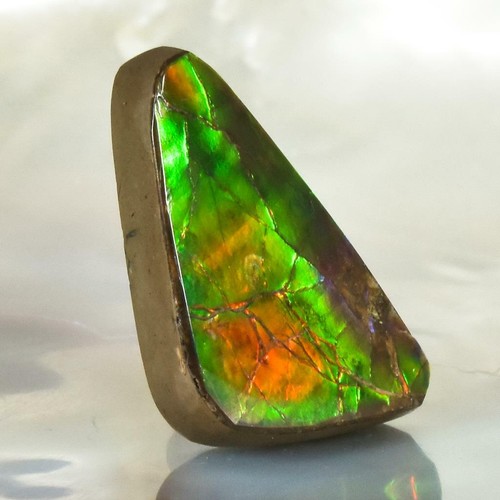 Ammolith ammonit g - ammolith,