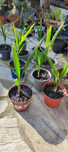 Winterharte hanfpalme - winterharte,