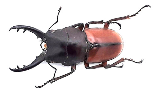 Lucanidae prosopocoilus - lucanidae,,