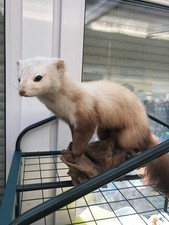 Taxidermie Präparat Taxidermy