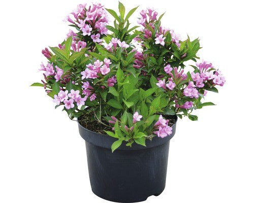 Weigelie floraself weigela - floraself,