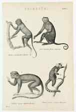 Brüller, Kapuziner & Eichhörnchen Affe - Original 1880er antiker Schwarzweißdruck