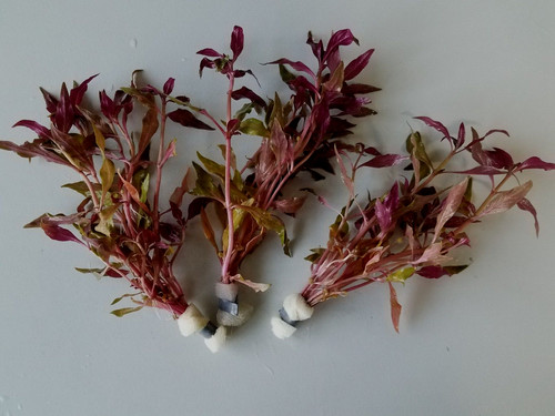 Papageiblatt-Alternanthera