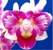 Phalaenopsis 70339 - phalaenopsis, pf-70339