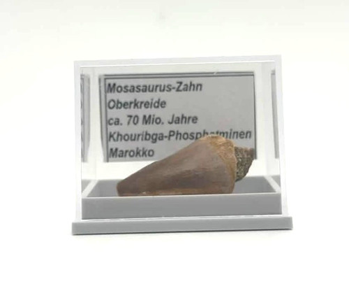 Schöner mosasaurus zahn - mosasaurus,