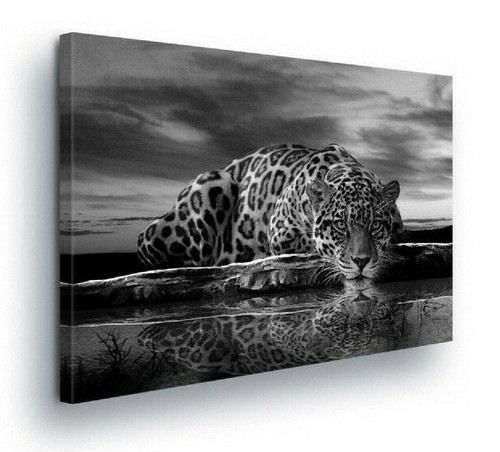 Tiger tiere katze - tiger, wandbilder