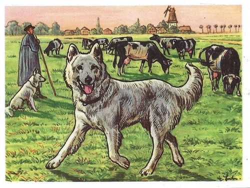 107 sammelbild hund der - 107/63,