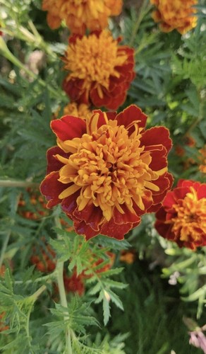 Tagetes studentenblume - /, /