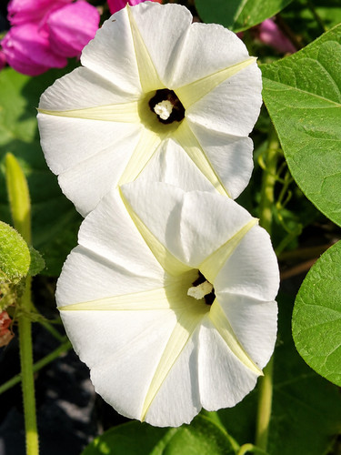 Sale3296 ipomoea obscura - sale3296,