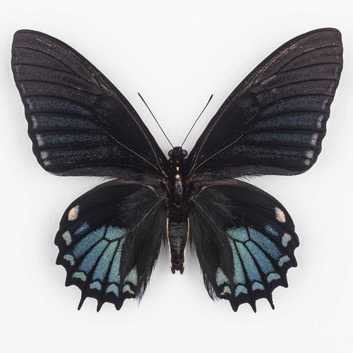 Papilio xanthopleura blue - papilio, form